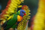 Rainbow Lorikeet 108